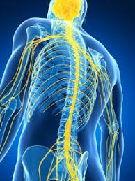 Chiropractic treats the spinal column and nerves